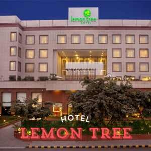Lemon Tree