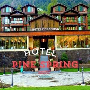 Pine Spring In Kashmir